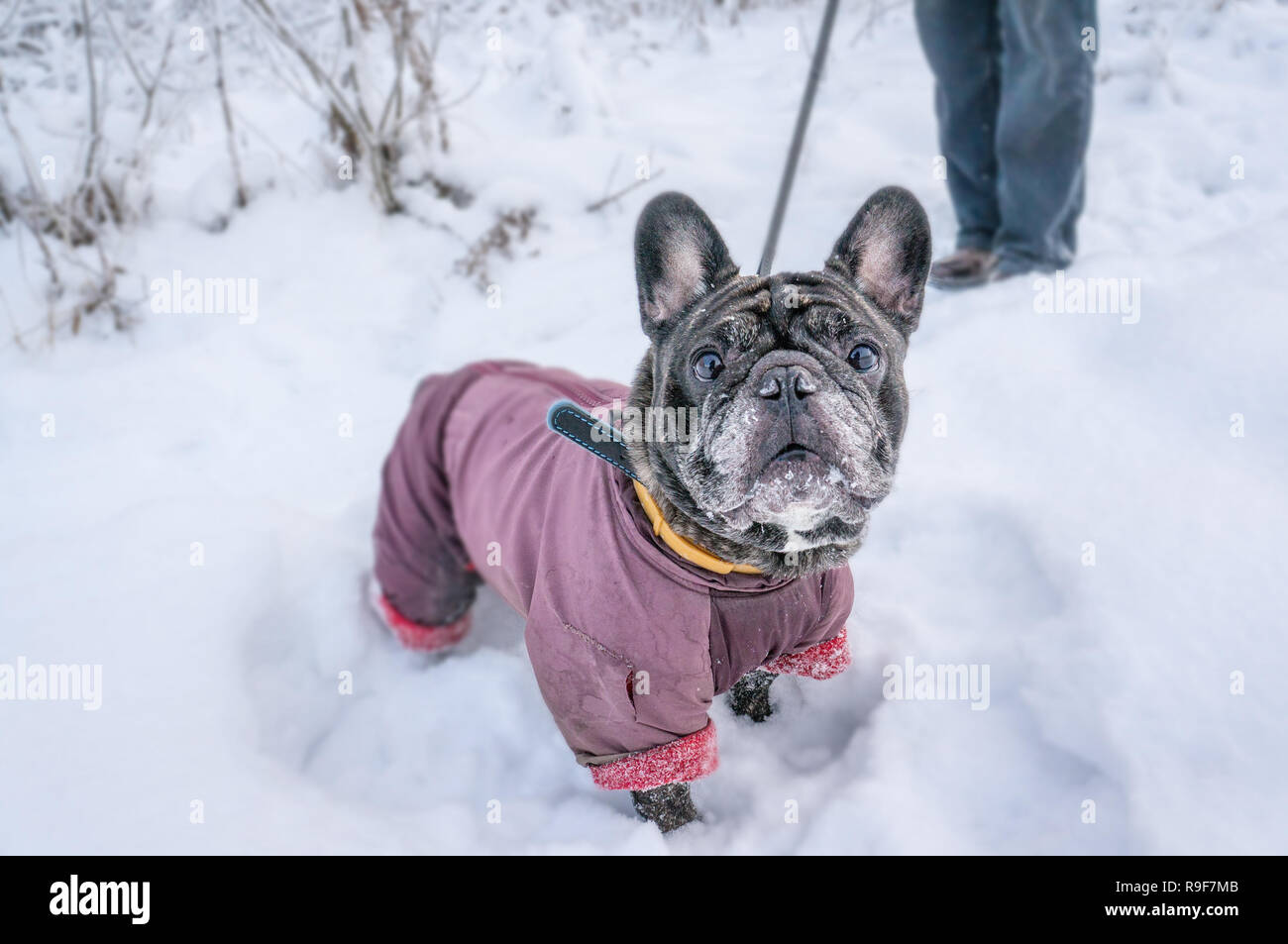 Old Pug walks in the snow with his master. Dog in a winter coat in