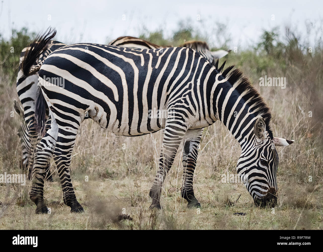 African zebra. Striped Horse in African savannas. Black and white zebra