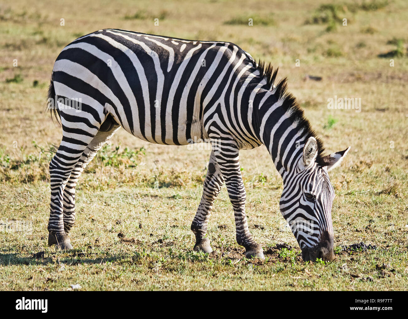 African zebra. Striped Horse in African savannas. Black and white zebra  stripes Stock Photo - Alamy
