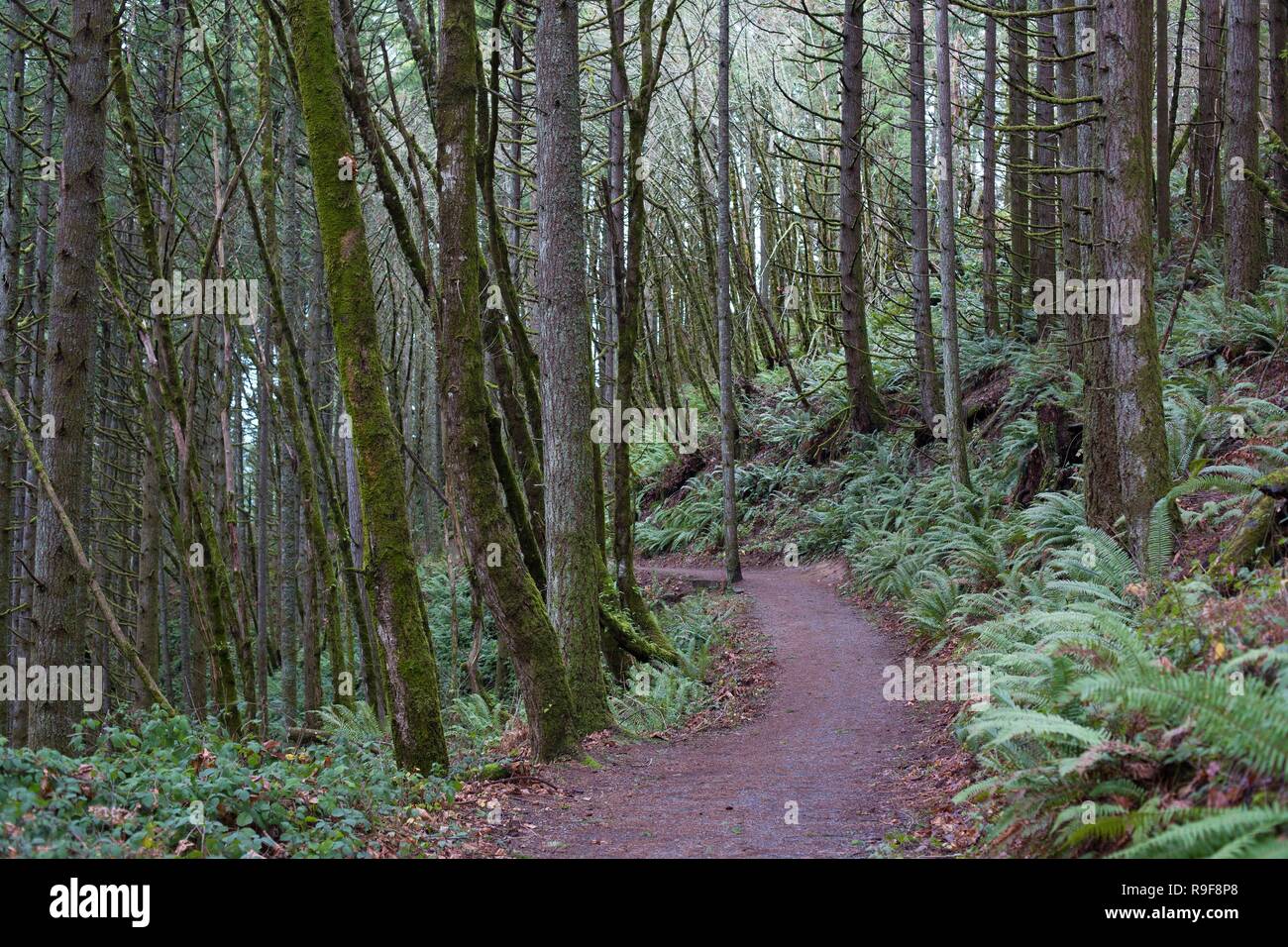 A section of the Ridgeline Trail system in Eugene, OR, USA. Stock Photo