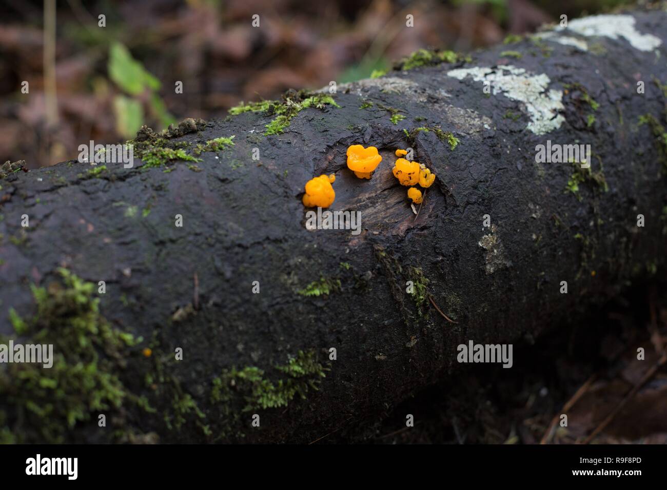 Orange jelly fungus on a fallen tree in a forest near Eugene, Oregon