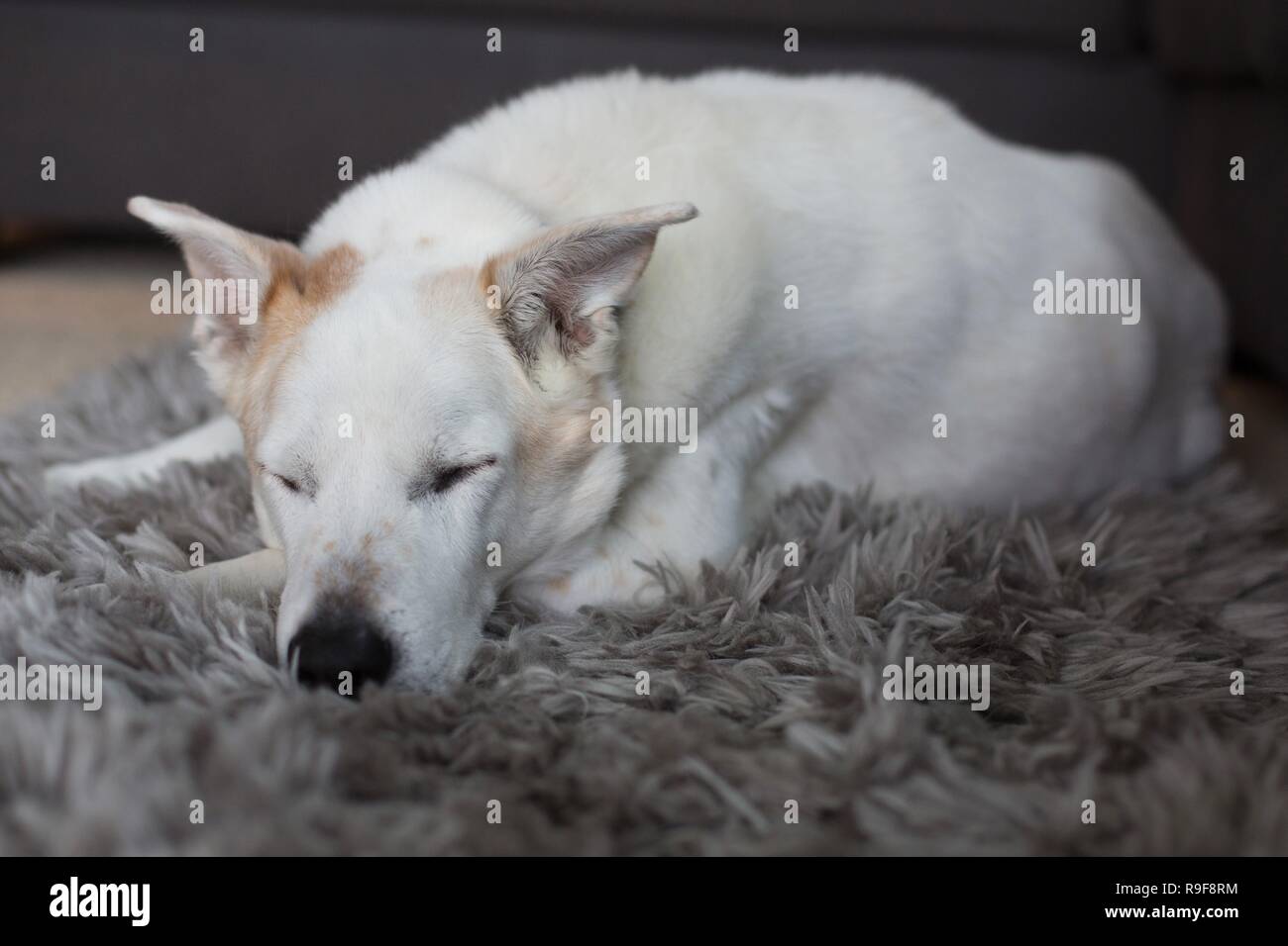 A dog lying on a furry rug asleep. Stock Photo