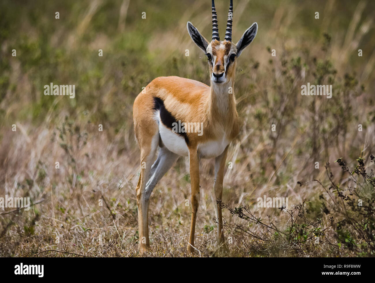 0319　THE SOUTHERN AFRICAN ENVIRONMENT The Southern African environment: profiles of the SADCC