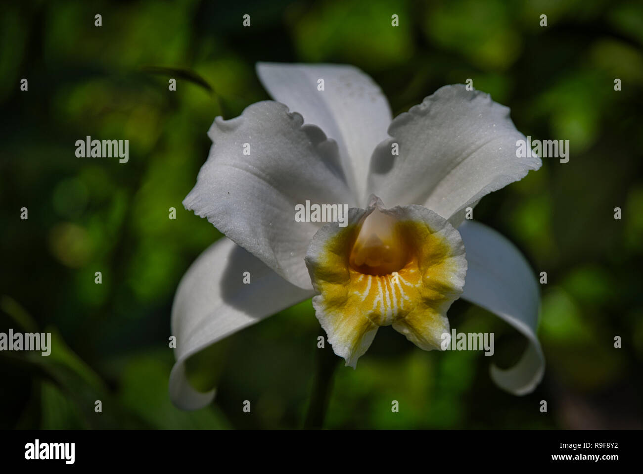 White sobralia orchid from Panama Stock Photo