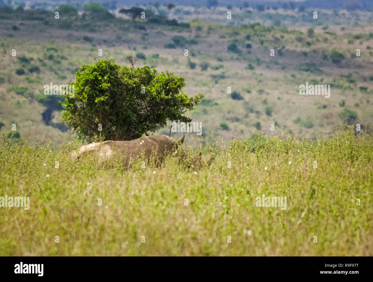 Antelope on the African savannah. Natural environment antelope habitat