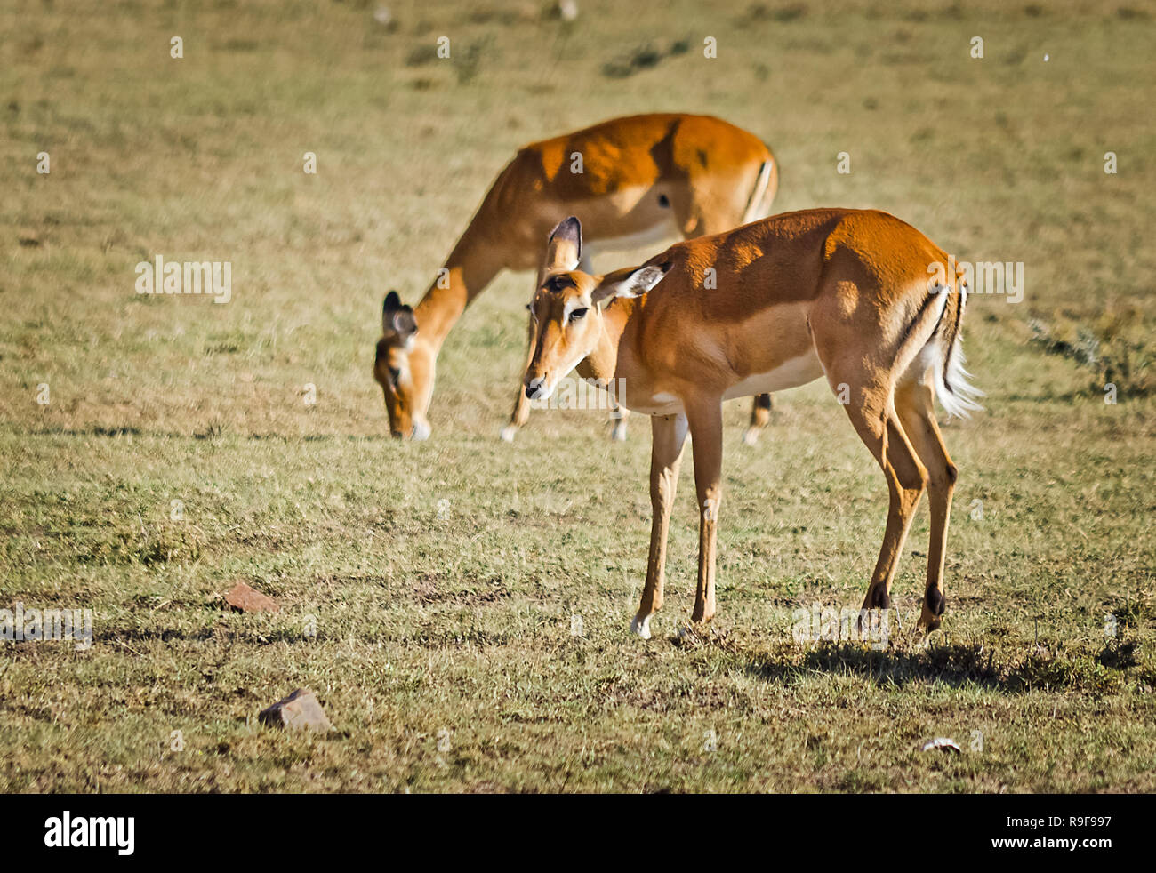Antelope on the African savannah. Natural environment antelope habitat ...