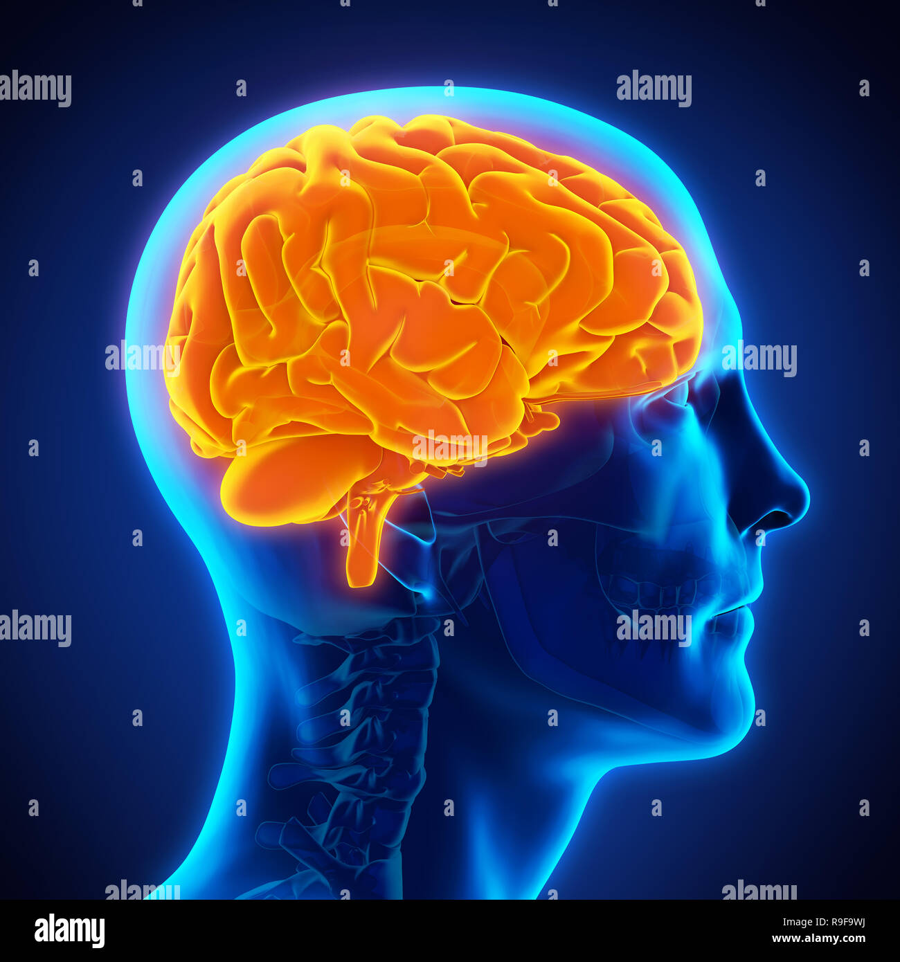 Human Brain Anatomy Illustration Stock Photo - Alamy