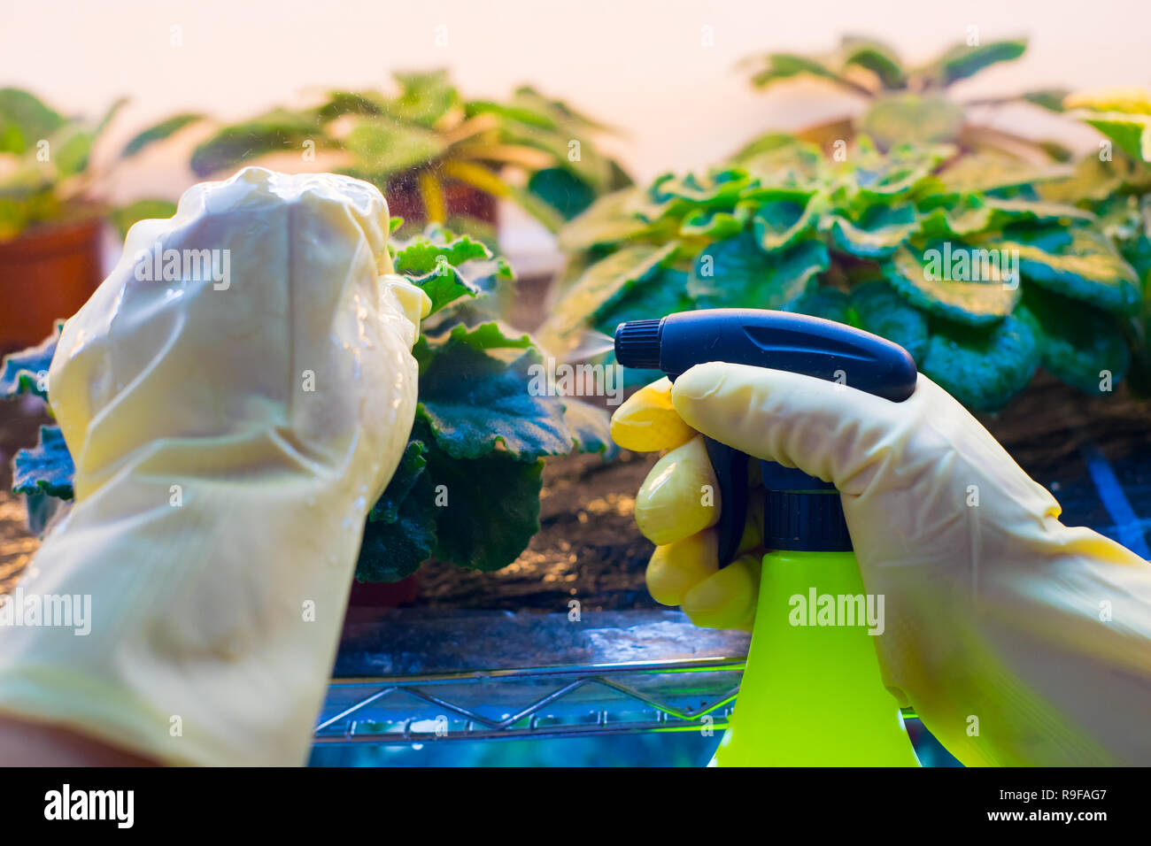 Woman spraying flowers in the garden. Pest control Stock Photo Alamy