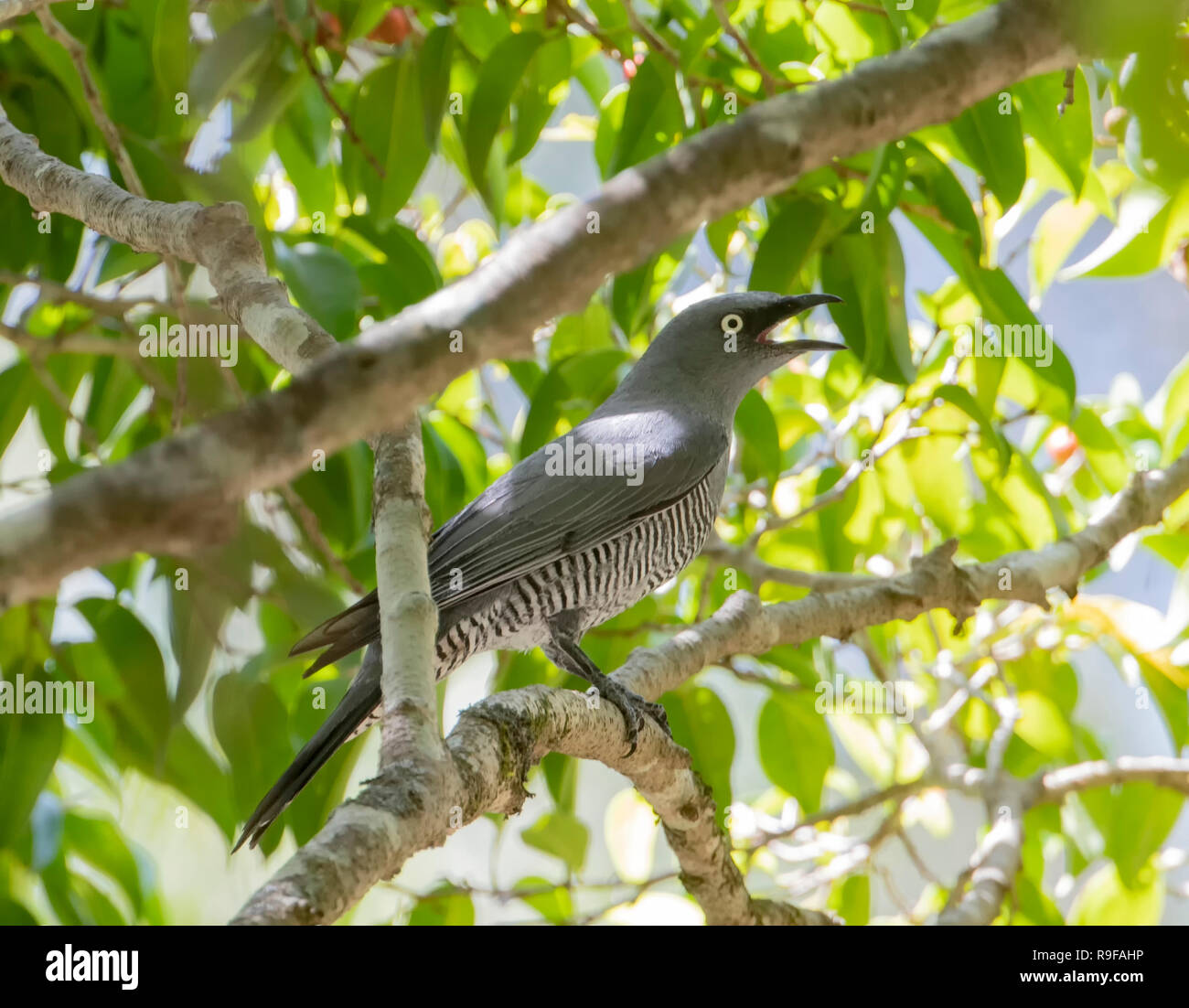 Barred Cuckooshrike (Coracina lineata) with an open beak, perching on a