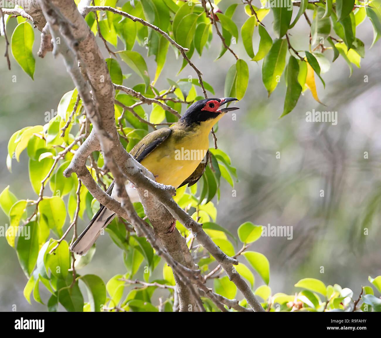 Yellow Figbird, Northern Race (Sphecotheres flaviventris), Lake Tinaroo, Atherton Tableland,  Far North Queensland, FNQ, QLD, Australia Stock Photo