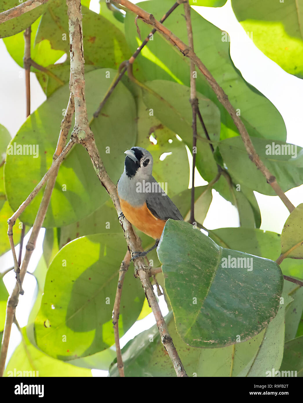 Black-faced Monarch (Monarcha melanopsis), Lake Tinaroo, Atherton Tableland,  Far North Queensland, FNQ, QLD, Australia Stock Photo