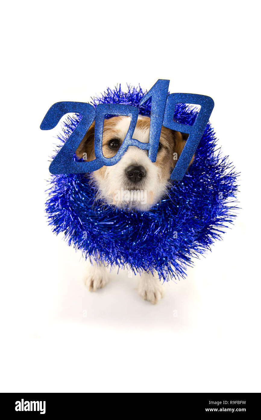 DOG NEW YEAR 2019. FUNNY JACK RUSSELL PUPPY WEARING A BLUE GLASSES SIGN COSTUME AND A TINSEL GARLAND. LOOKING AT CAMERA. ISOLATED SHOT AGAINST WHITE B Stock Photo