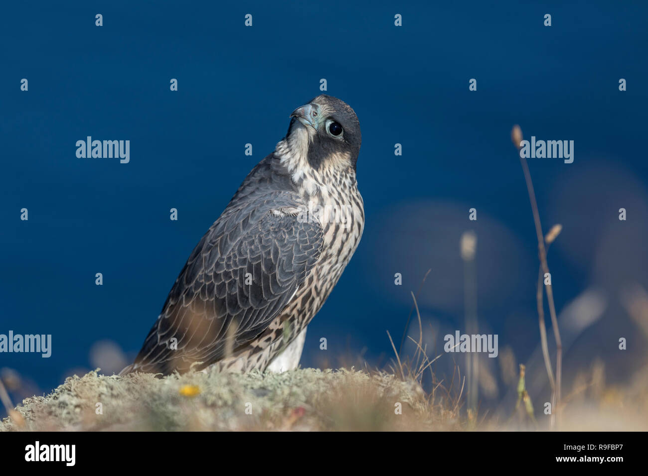 Peregrine; Falco peregrinus Single Young  Cornwall; UK Stock Photo