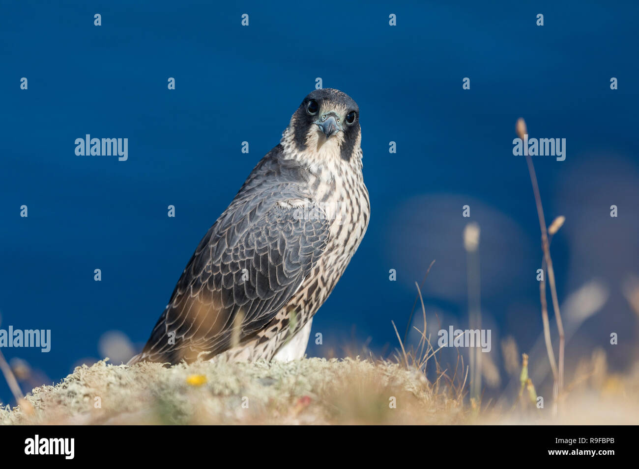 Peregrine; Falco peregrinus Single Young  Cornwall; UK Stock Photo