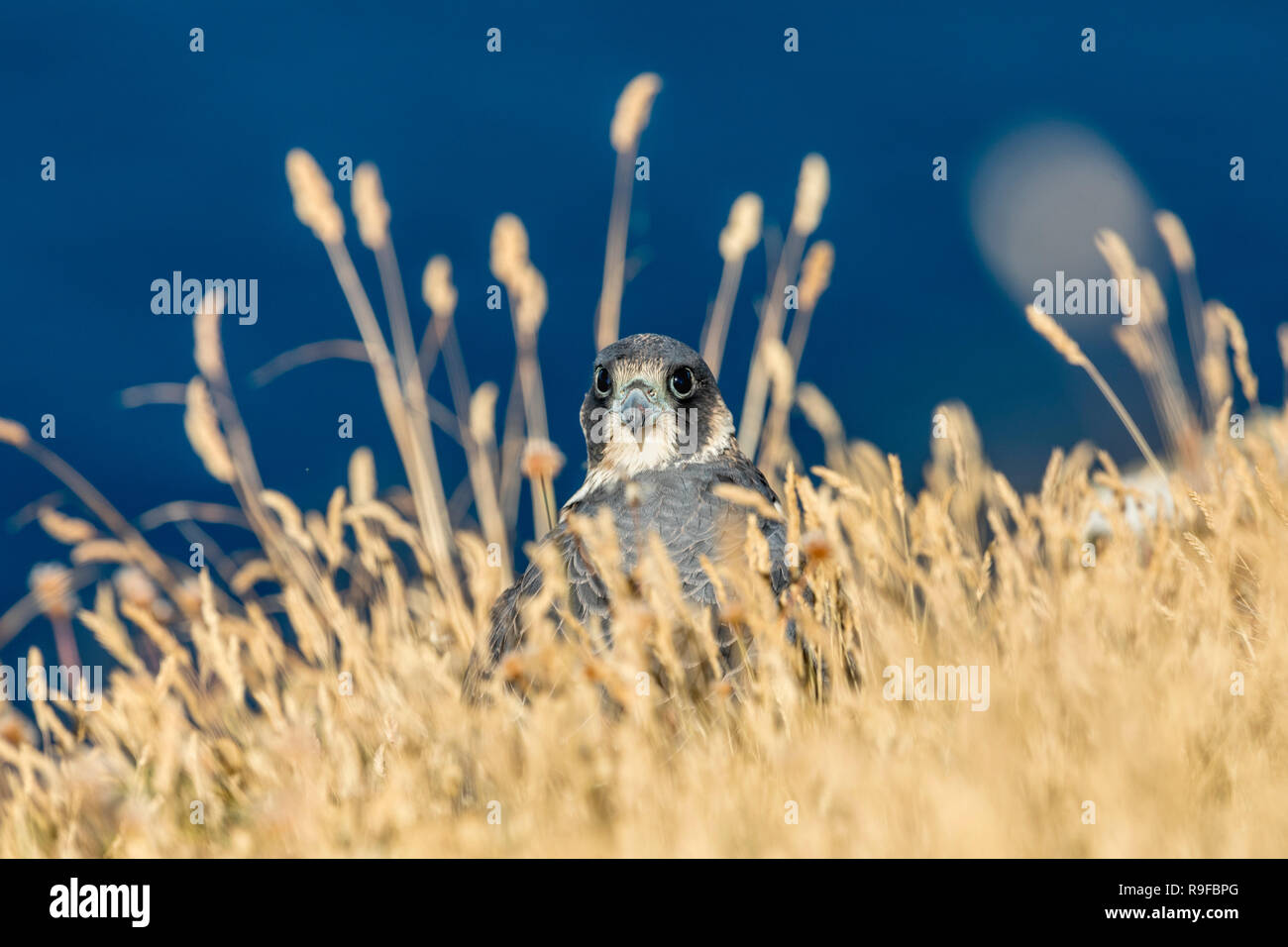 Peregrine; Falco peregrinus Single Young  Cornwall; UK Stock Photo