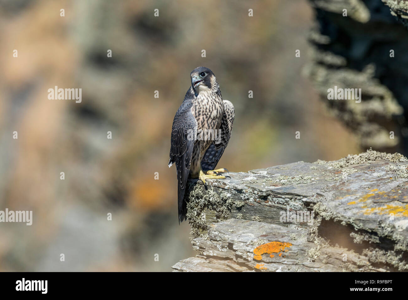 Peregrine; Falco peregrinus Single Young  Cornwall; UK Stock Photo