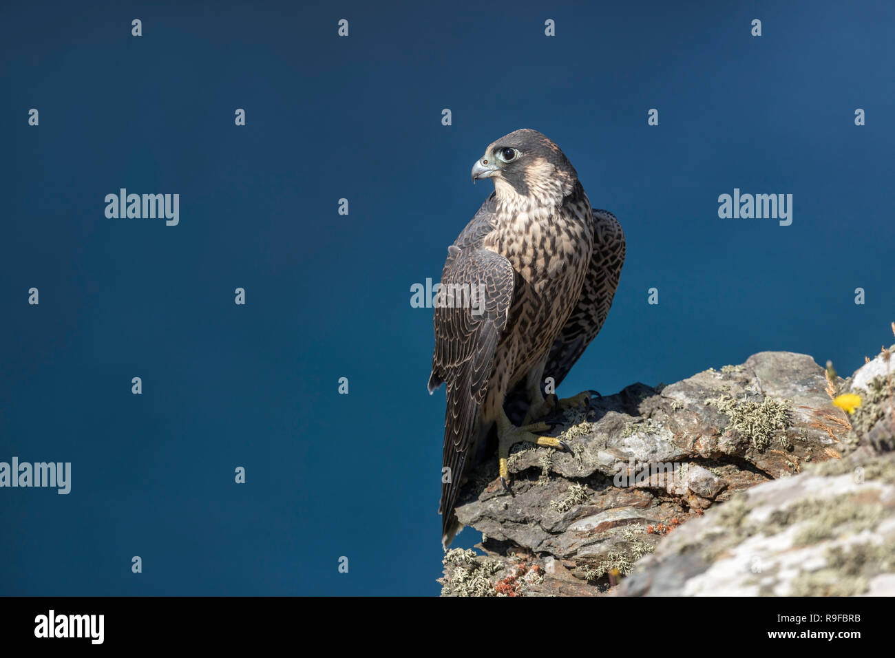 Peregrine; Falco peregrinus Single Young  Cornwall; UK Stock Photo