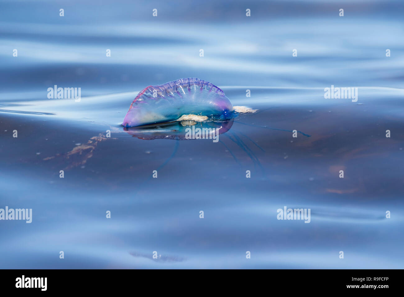 Portuguese Man of War; Physalia physalis Single Floating Isles of Scilly; UK Stock Photo