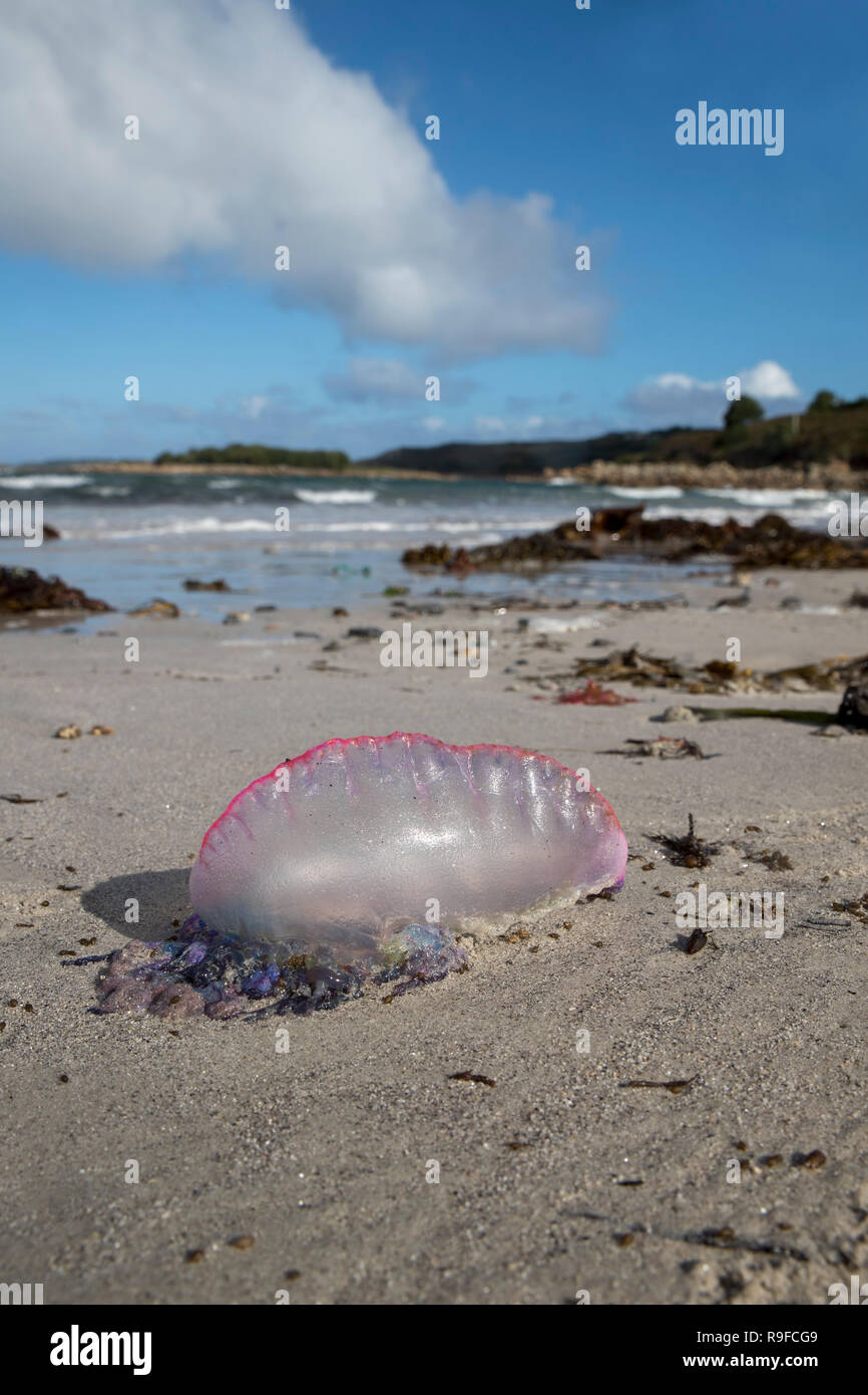 Portuguese Man of War; Physalia physalis Single Washed Up Isles of Scilly; UK Stock Photo
