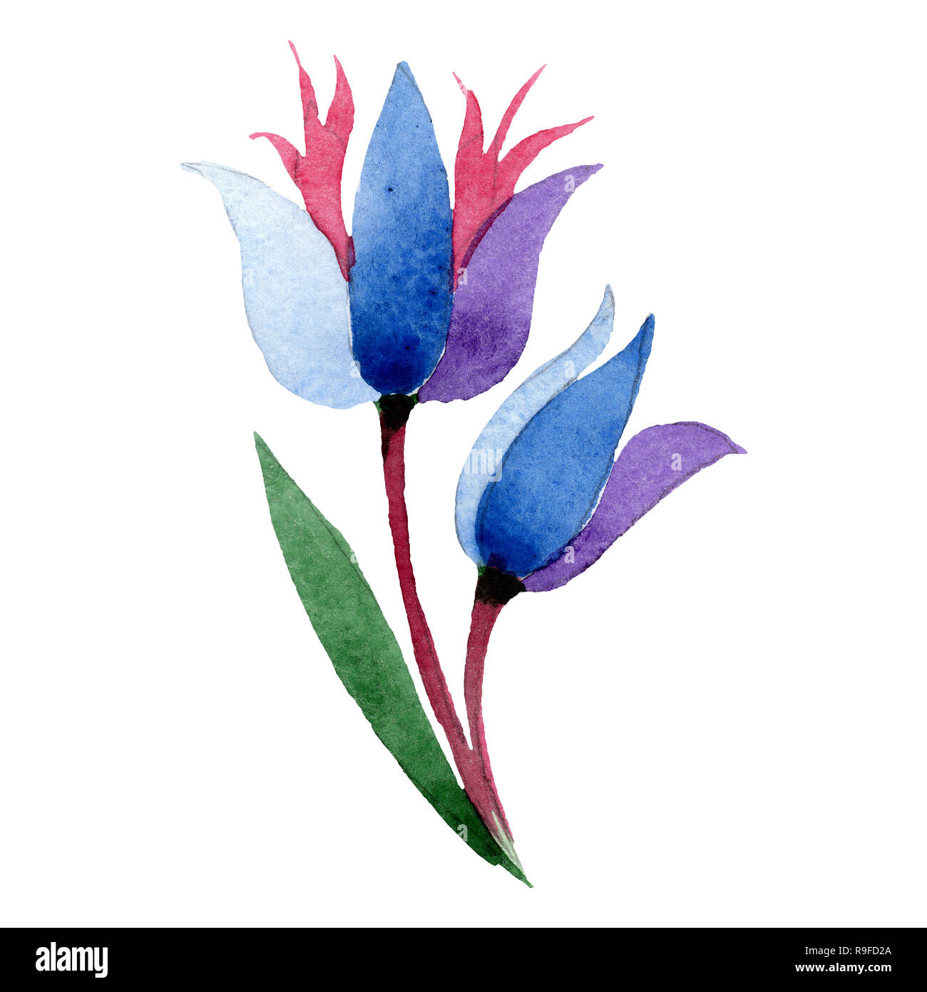 Blue flowers : r/Watercolor