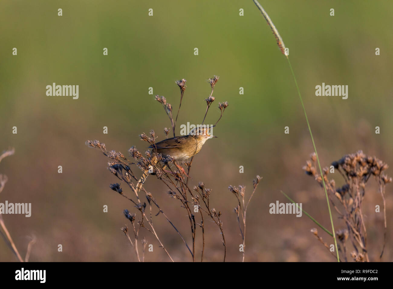 Warbler; Locustella naevia Single Singing Hungary Stock