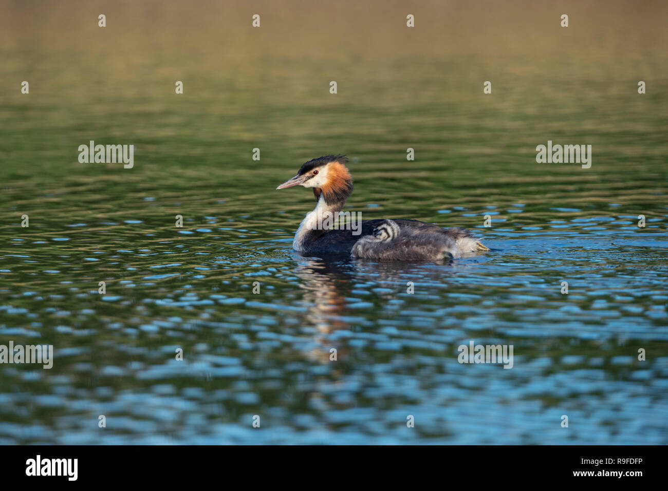 Great Crested Grebe; Podiceps cristatus Two; Adult and Young Cornwall; UK Stock Photo