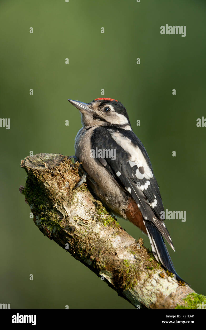 Juvenile great spotted woodpecker uk hi-res stock photography and