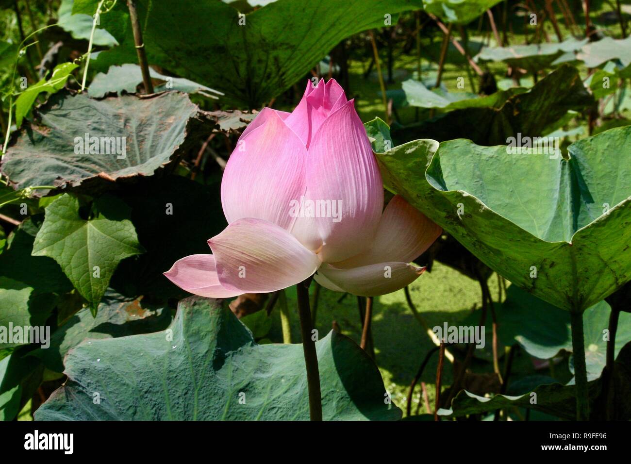 Big lotus leaves hires stock photography and images Alamy