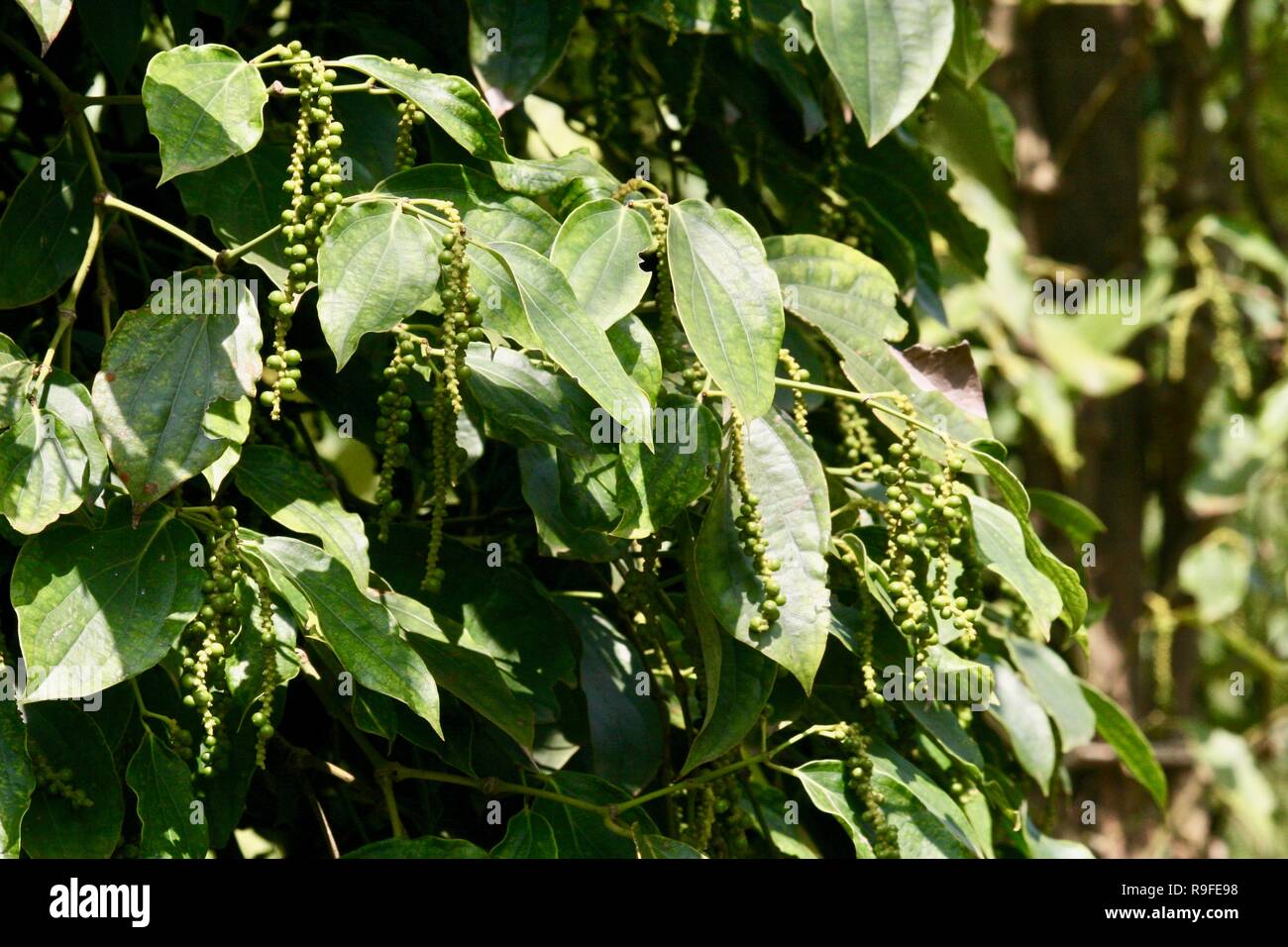 The king of spices, peppercorns on the pepper plant at a farm in Cambodia Stock Photo