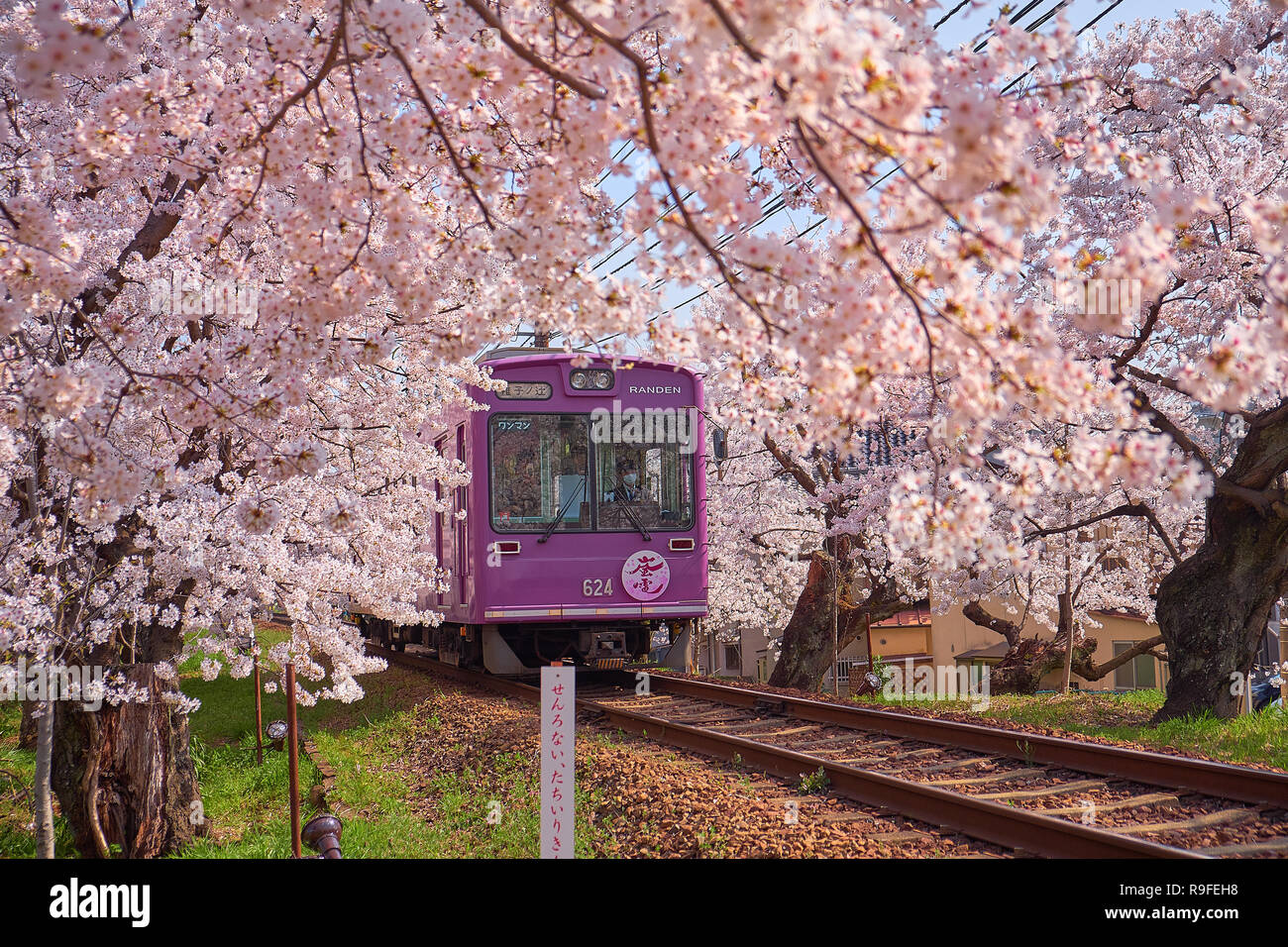Local purple train going through a tunnel formed by branches of  cherry blossom trees in bloom. Stock Photo