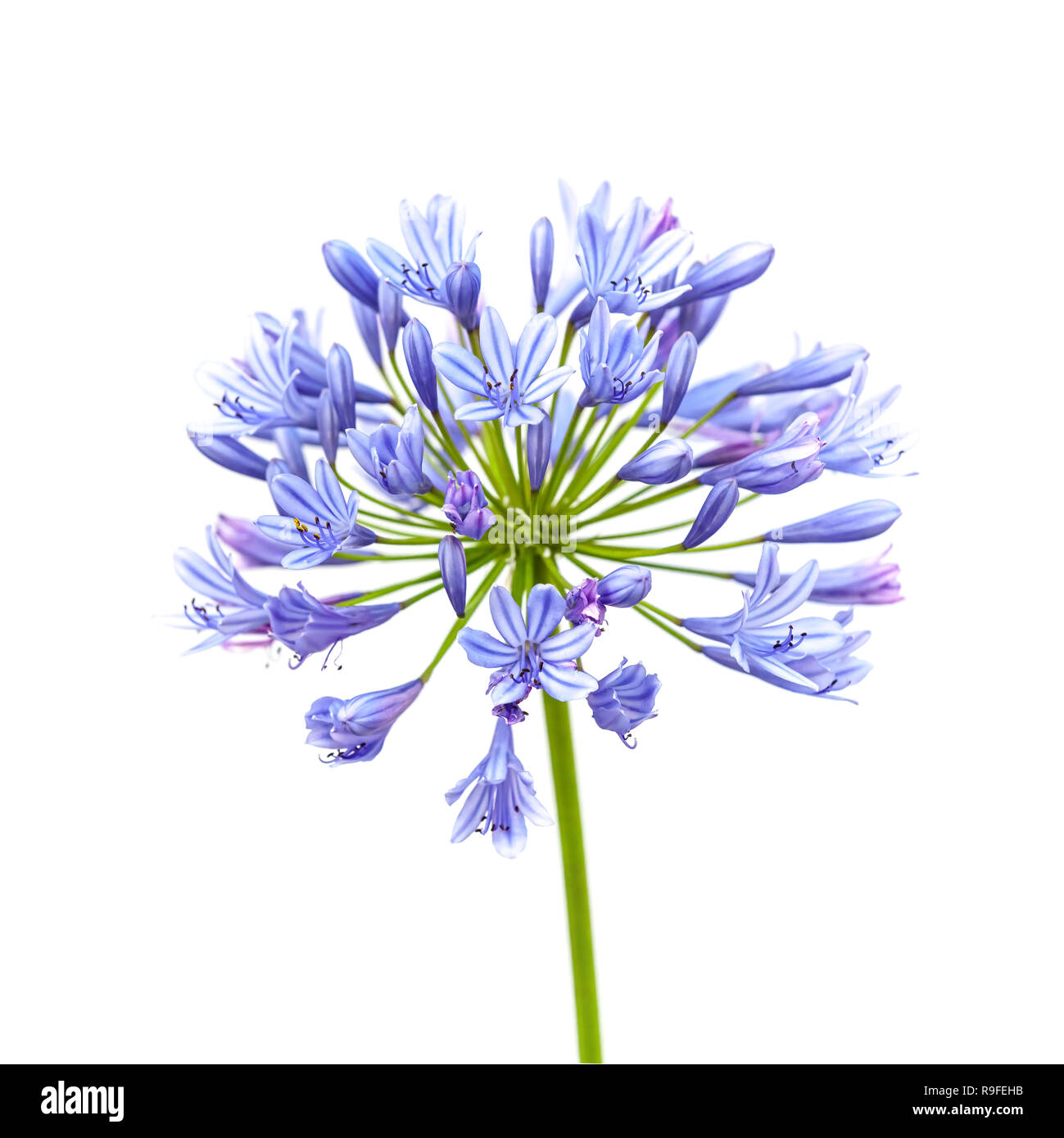 Bright blue Agapanthus flower. Square macro photo isolated on white Stock Photo