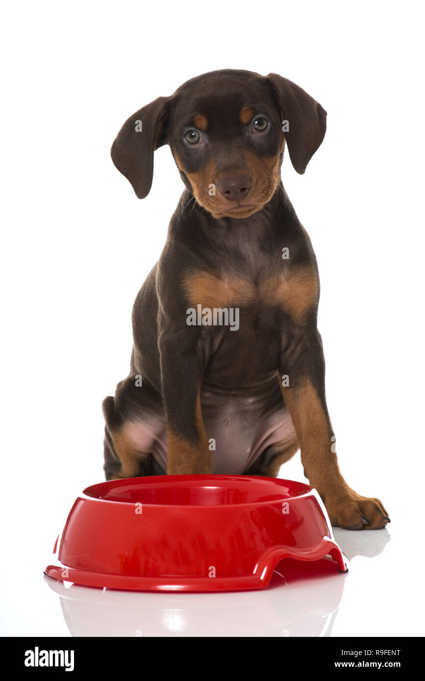 Pinscher dog with food bowl isolated on white background Stock Photo