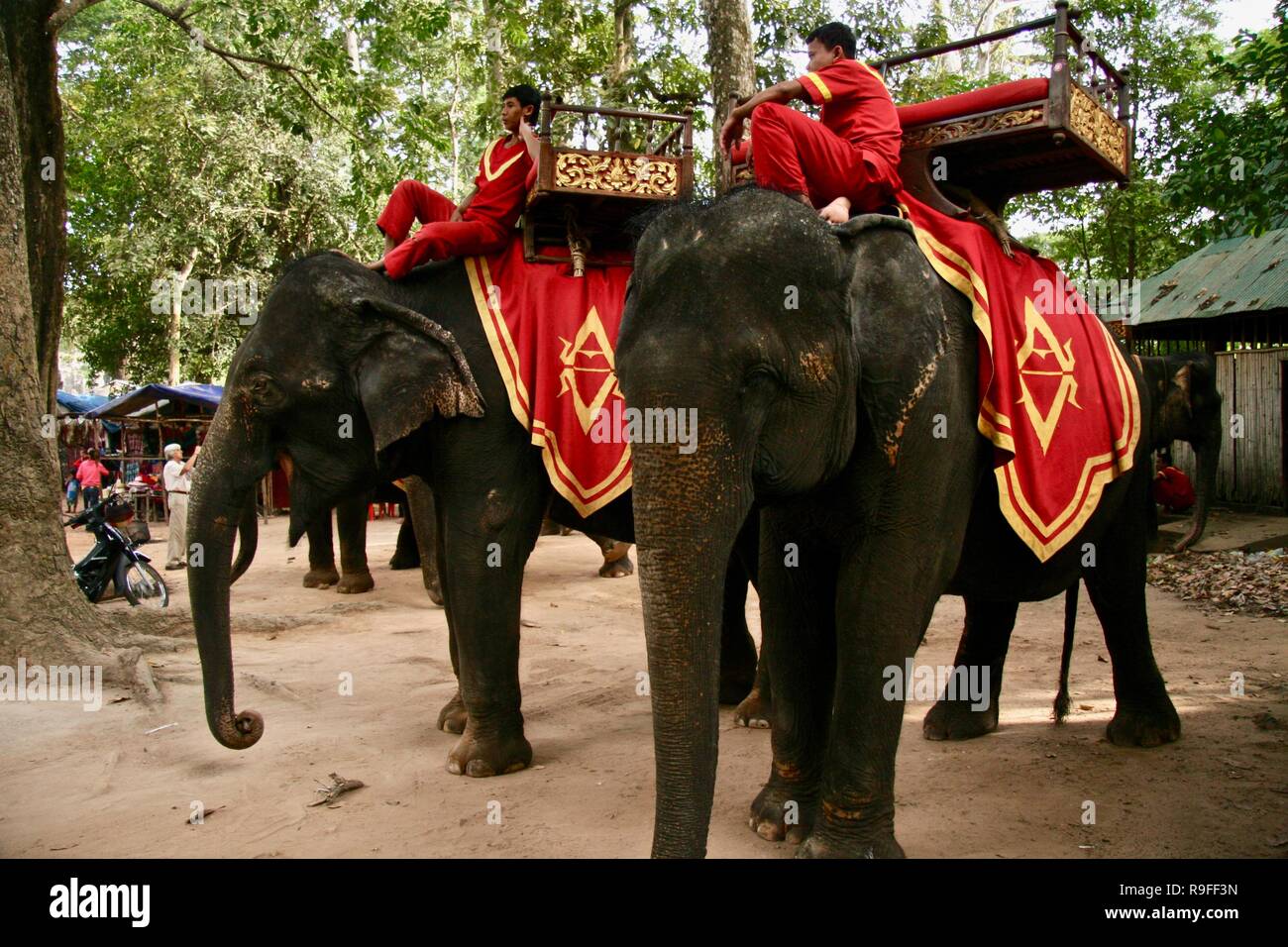 Two friends relaxing and waiting with their elephants in Cambodia Stock ...