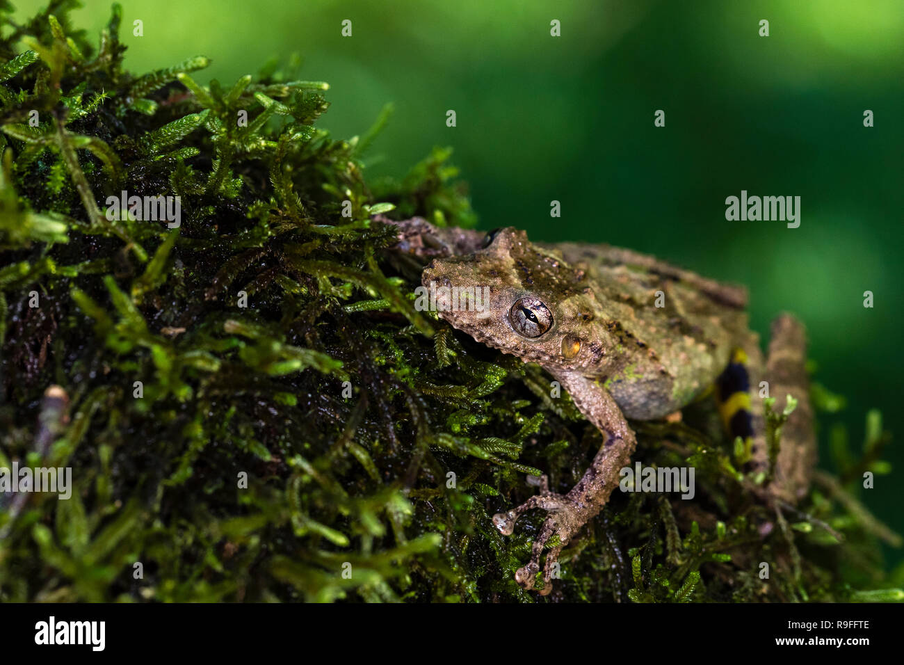 Snouted Treefrog in northern Costa Rica Stock Photo
