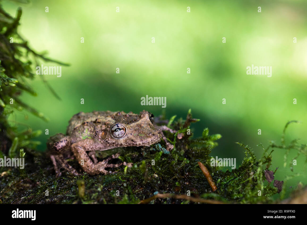 Snouted Treefrog in northern Costa Rica Stock Photo