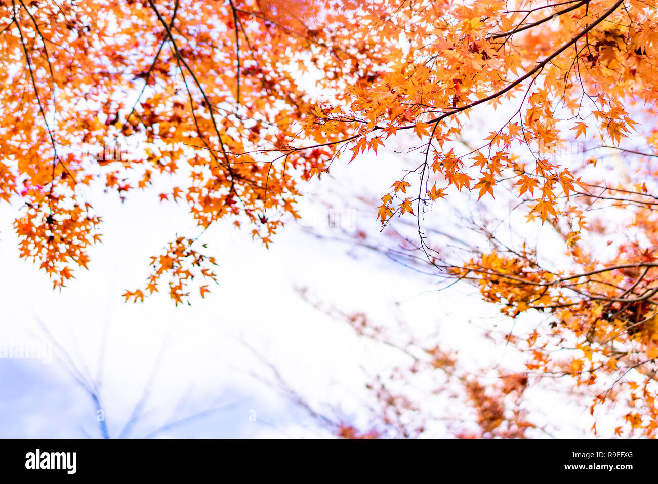 Maple tunnel in autumn of Kawaguchiko, Japan Stock Photo - Alamy