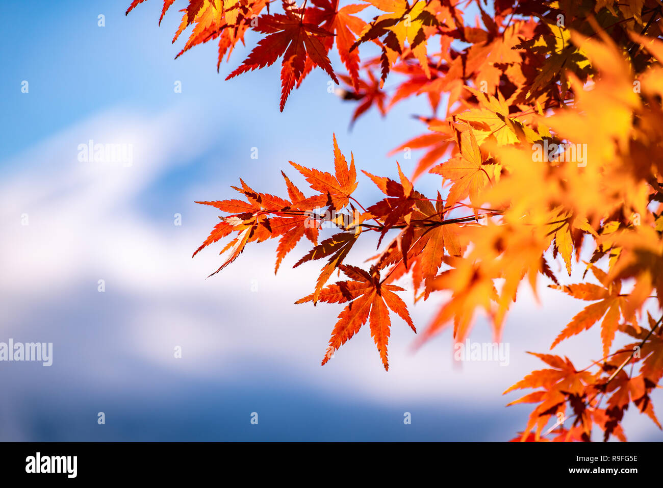 Maple tunnel in autumn of Kawaguchiko, Japan Stock Photo - Alamy