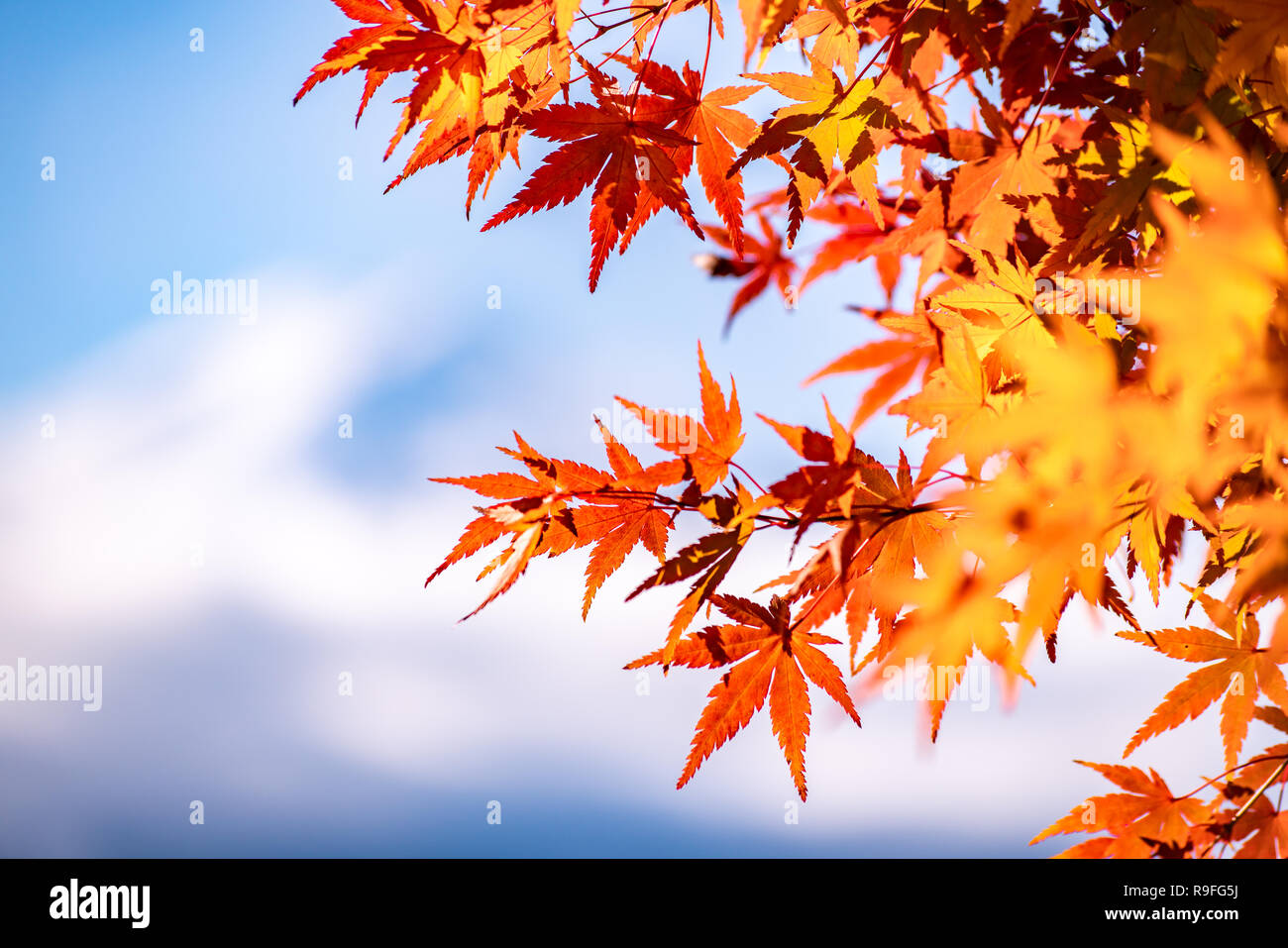 Maple tunnel in autumn of Kawaguchiko, Japan Stock Photo - Alamy