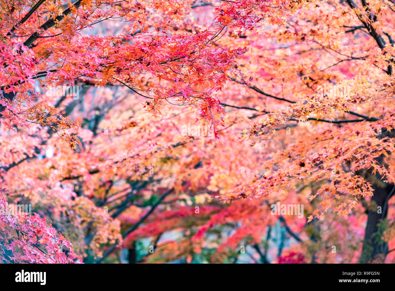 Maple tunnel in autumn of Kawaguchiko, Japan Stock Photo - Alamy