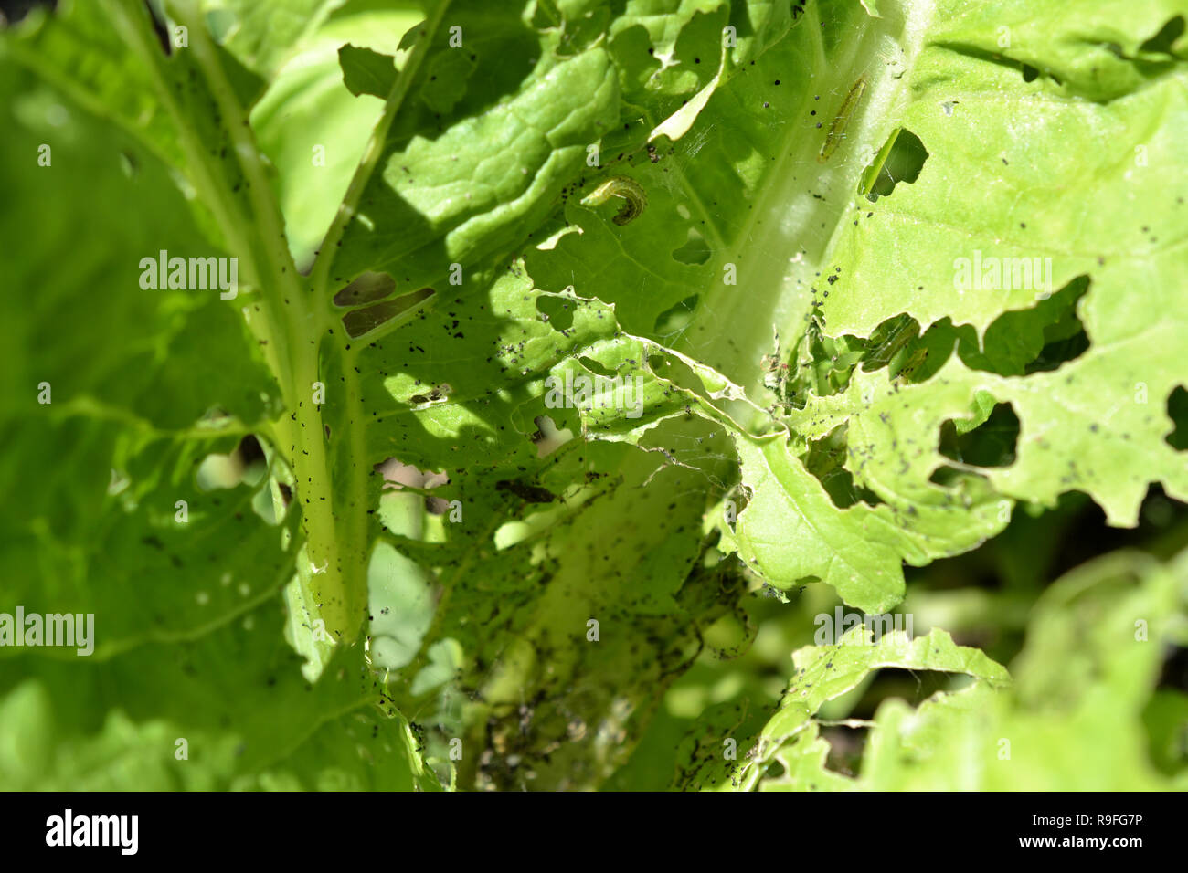 Lettuce bugs hi-res stock photography and images - Alamy