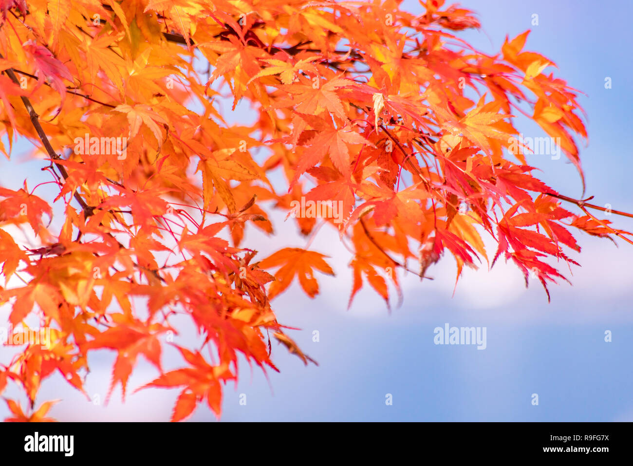 Maple tunnel in autumn of Kawaguchiko, Japan Stock Photo - Alamy