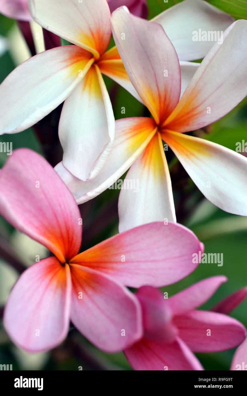 Tahiti tropical flower hi-res stock photography and images - Alamy