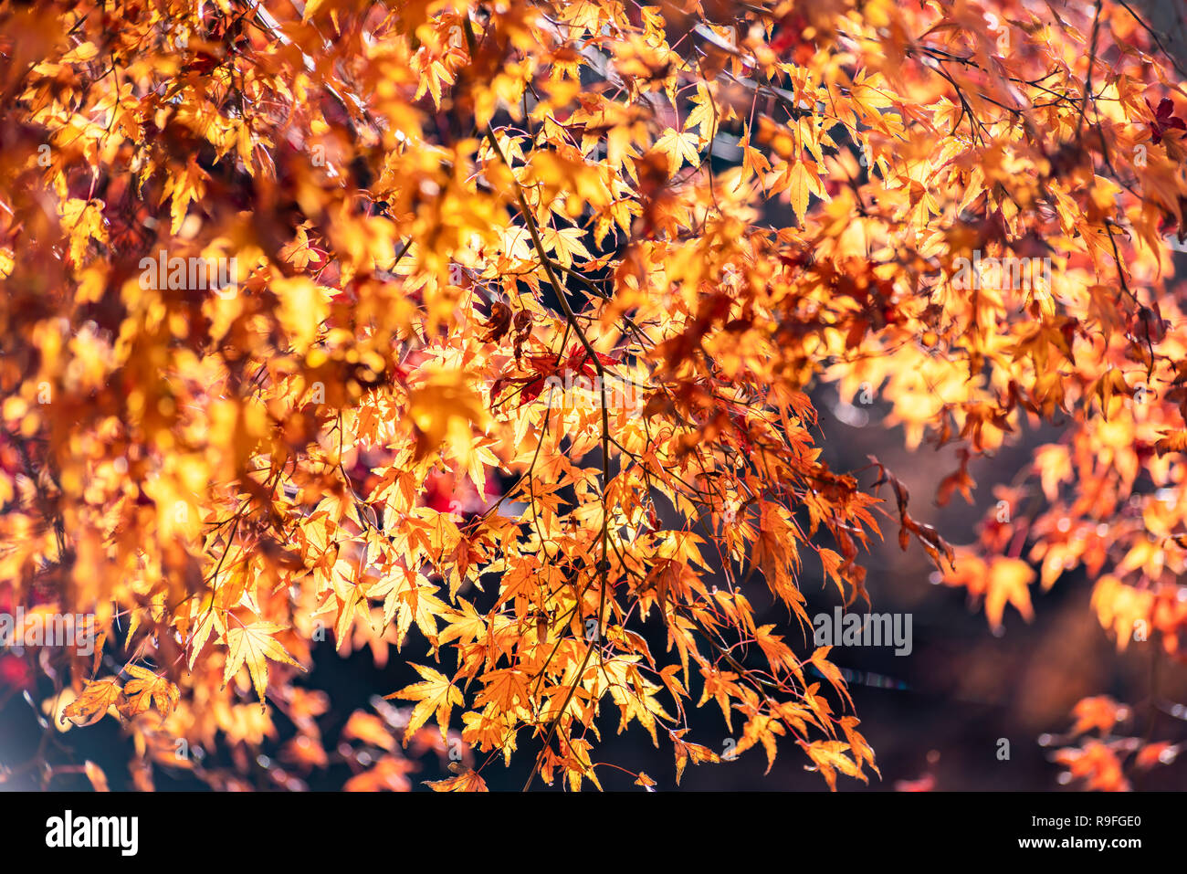 Maple tunnel in autumn of Kawaguchiko, Japan Stock Photo - Alamy