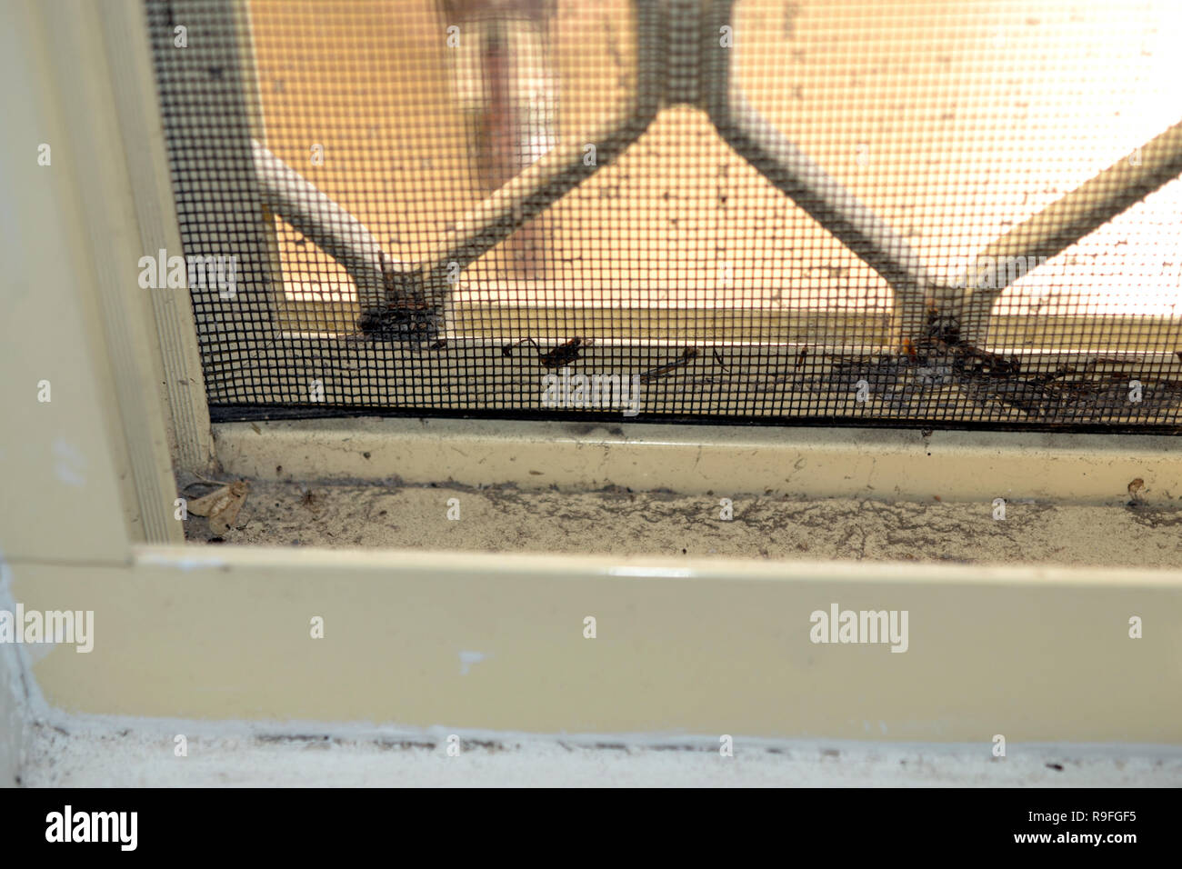 Dust, Dirt and Dead Bugs in Window Track, Windowsill and Fly Screen