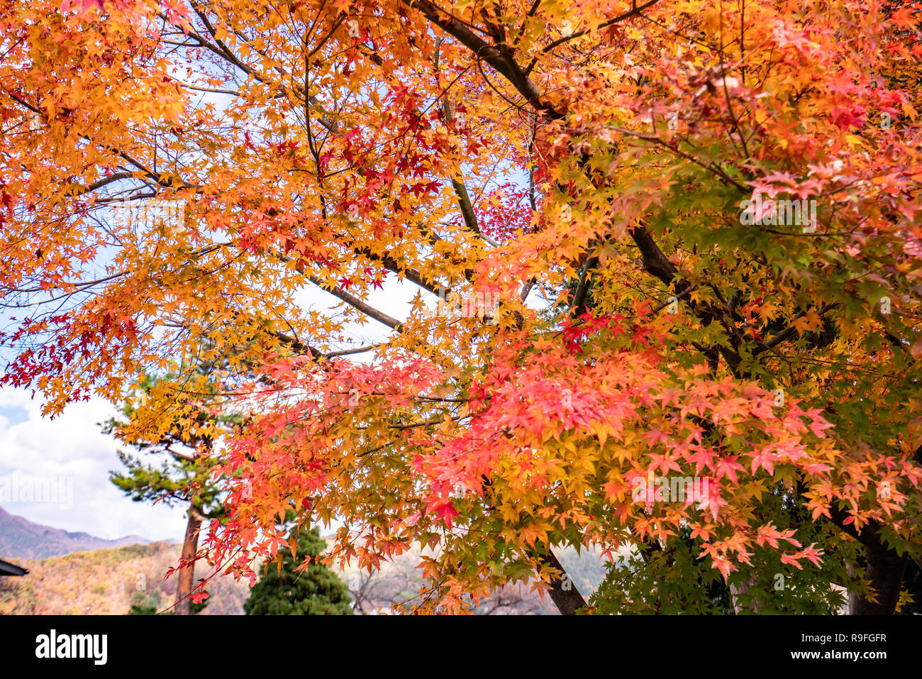 Maple tunnel in autumn of Kawaguchiko, Japan Stock Photo - Alamy