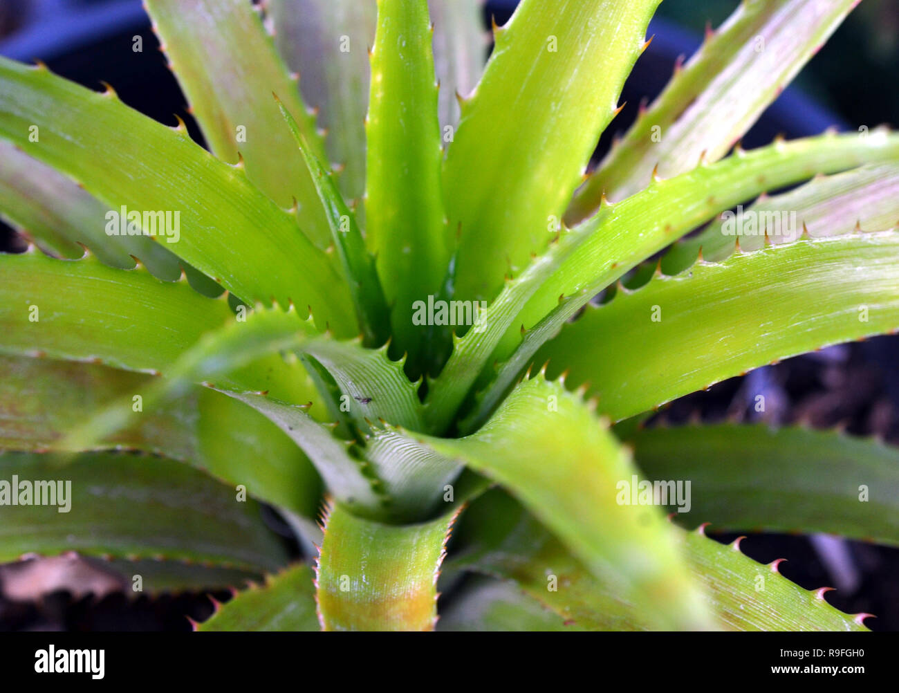 Candelabra Aloe Stock Photo
