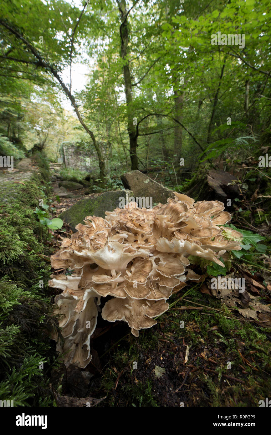 Hen of the Woods; Grifola frondosa; Kennel Vale; Cornwall; UK Stock