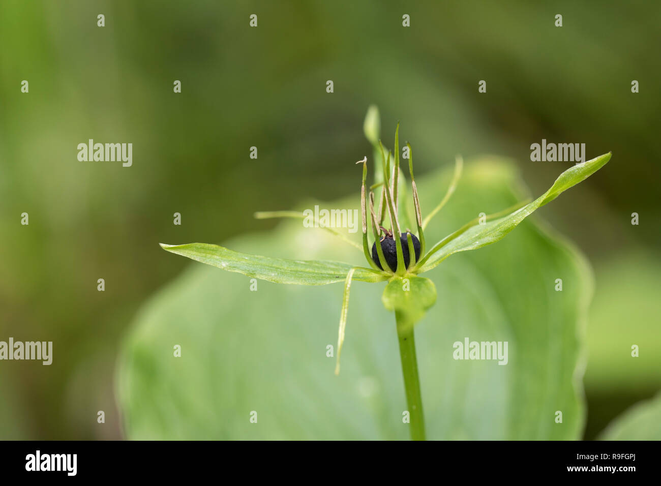 Herb Paris; Paris quadrifolia Flower and Berry Cumbria; UK Stock Photo