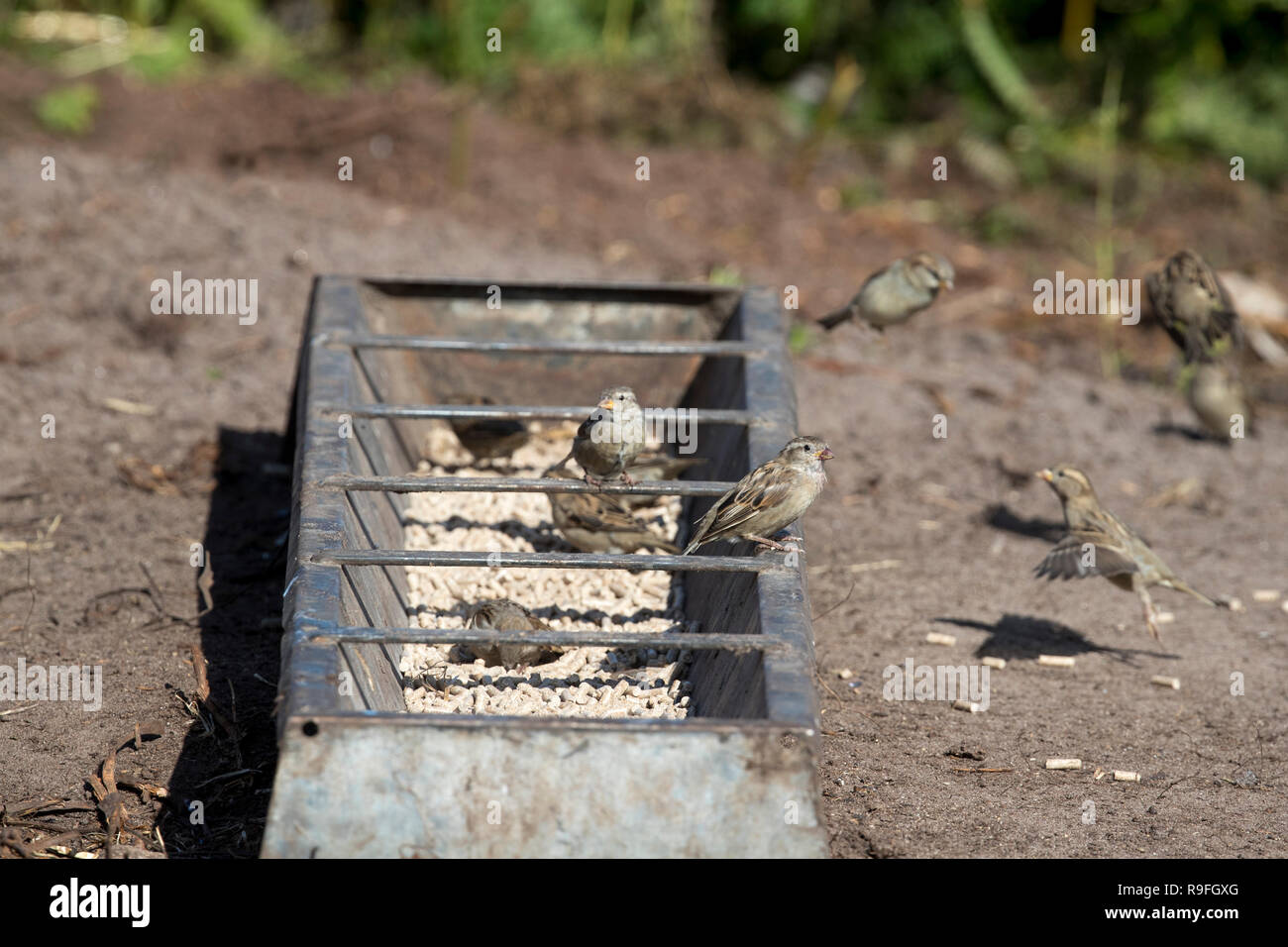 House Sparrow; Passer domesticus Flock Around Feeding Trough Isles of Scilly; UK Stock Photo
