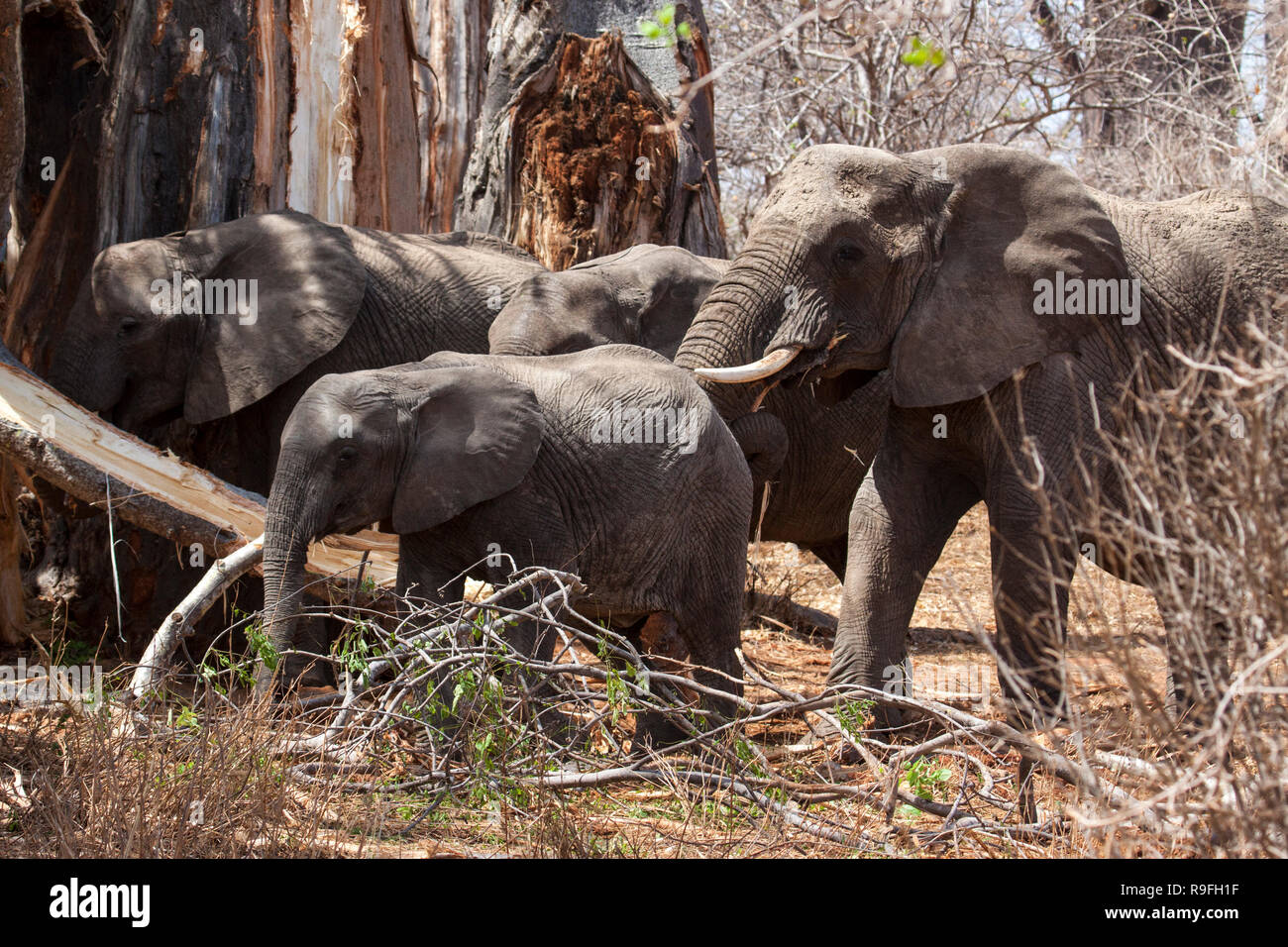 African elephants eating Stock Photo - Alamy